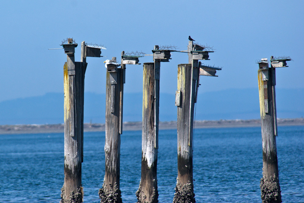 Purple Martin nest boxes on pilings